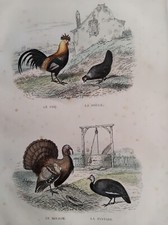 COQ POULE DINDON PINTADE