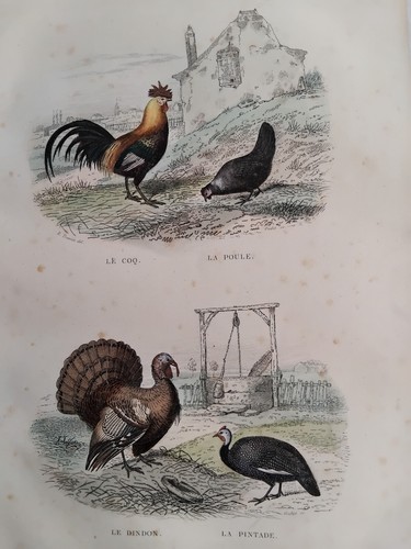 Coq poule dindon - poule, pintade