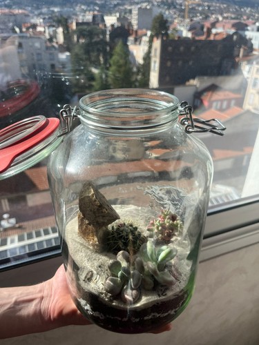 Terrarium désert naturel - , 5l