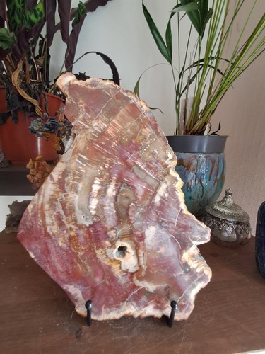 Fossile tranche bois - tranche, de
