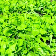 GRAINES DE CHICORÉE SUCRE DE