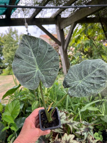 Alocasia regal shields - alocasia,