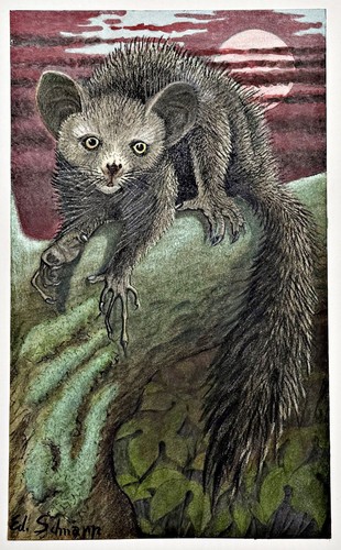 Aye animal maki lémurien - aye,