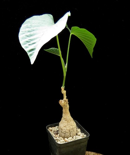 Ipomoea lapidosa euphorbia - ipomoea,