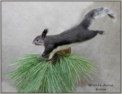 Aberts squirrel taxidermy - aberts,