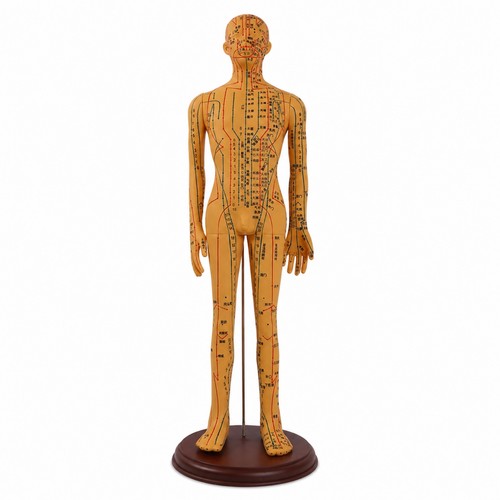 Mannequin acupuncture avec - mannequin, d’acupuncture