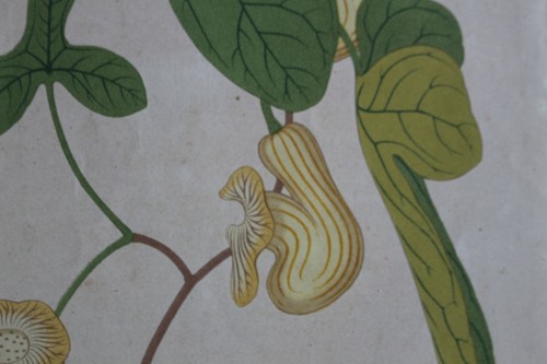Gravure lithographie horticole - gravure,