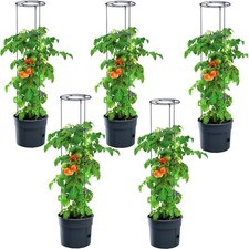 Pot pour plante de tomate - 5,