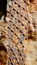 Carbonifère plante fossile