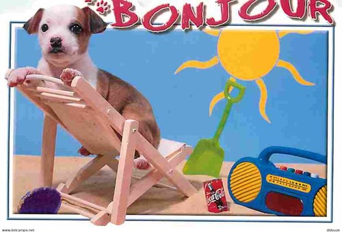 Carte postale animaux - postale,