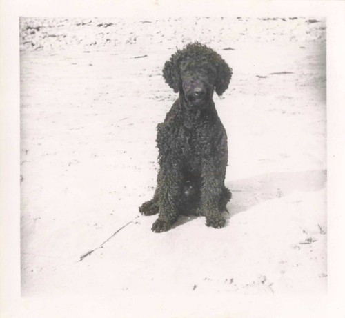 Ancienne photographie animal - photographie,