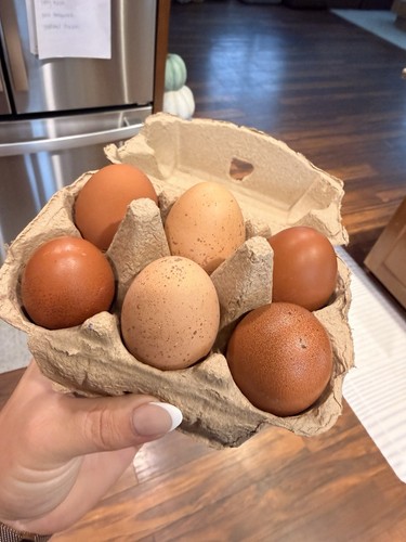 Assorted maran hatching - 6,