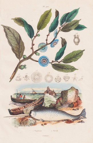 Narval baleines chasse - baleines,