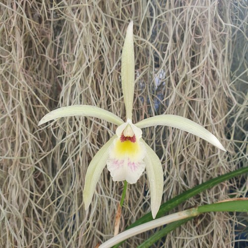 Cattleya iricolor forbesii - iricolor,