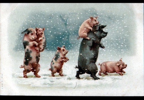 Les petits cochons truie - cochons,