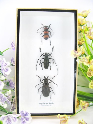 Long horned beelte - 3x,