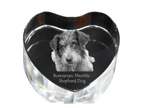 Chiens mioritiques mocano - mioritiques,,