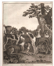Gravure XIXe - Les chiens de