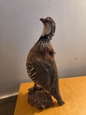 Perdrix rouge empaillé sur