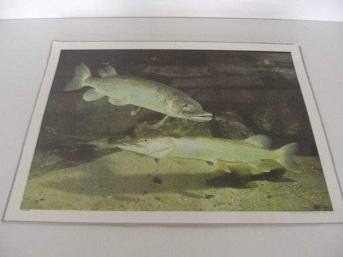 Ancienne planche affiche - planche,