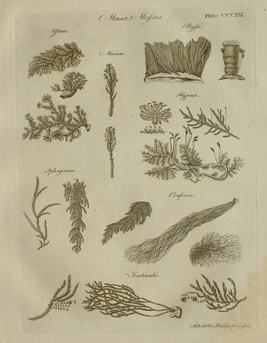 1797 original imprimé - original, musci