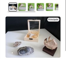 Lot X4  Fossiles Naturels Trilobite Dent De Requin Mâchoire Mosasaurus Matrix