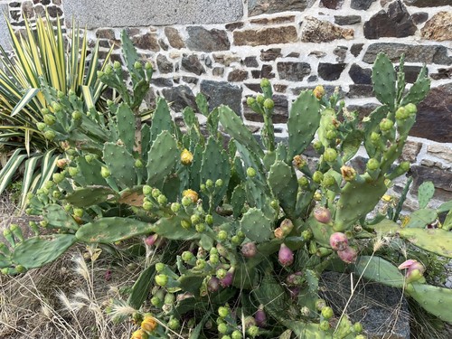 Opuntia inermis lot trois - opuntia,