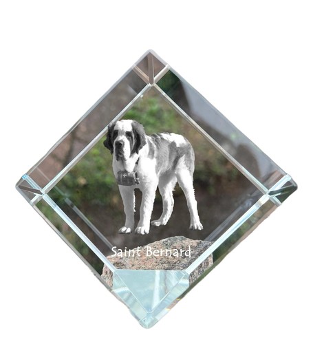 Saint bernard dé coudre - saint-bernard,