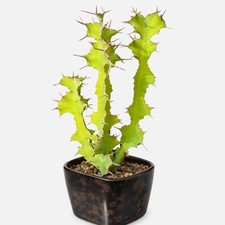 Euphorbia grandidens SEEDS -