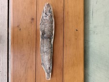 Poisson Fossile Vinctifer, Crétacé, Brésil 