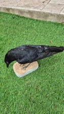 Taxidermie - oiseau