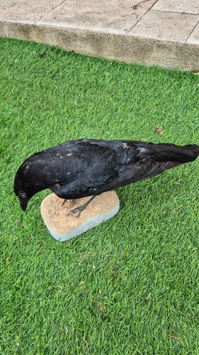 Taxidermie oiseau - taxidermie,