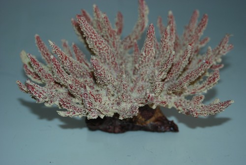 Aquarium détaillé blanc - aquarium,