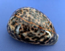 Cypraea Tigris 104,7 mm f+++/gem Madagascar " Grand et beau spécimen "