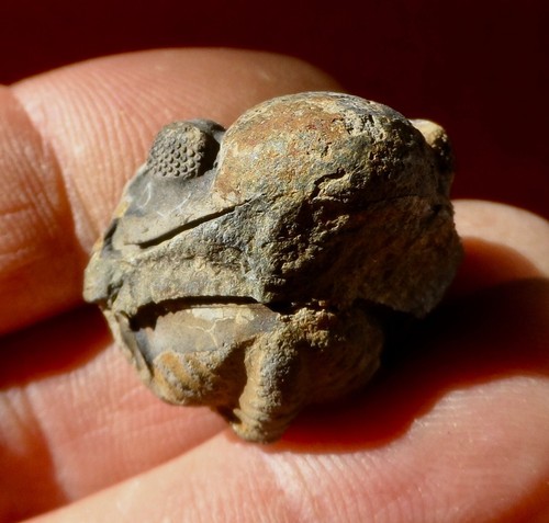 Trilobite dévonien des - dÉvonien,