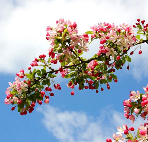 Malus floribunda 40cm - floribunda, |