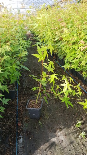 Acer palmatum erable du - palmatum,