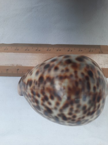 Tigre cauris coquillages - tigre,
