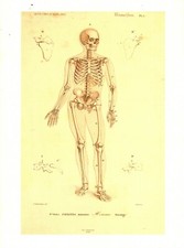 Cabinet de curiosité planche