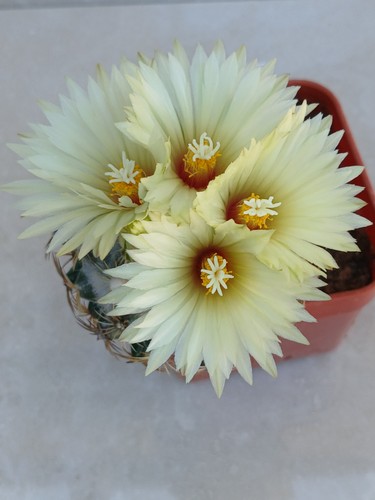 Escobaria viviparia cactus - viviparia,