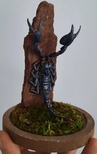 curiosité , taxidermie 