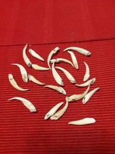 lot dents de sanglier pour