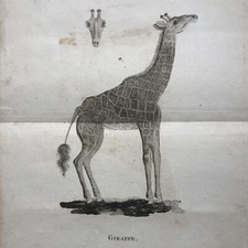 LA GIRAFE D'AFRIQUE gravure estampe illustration originale XVIIIe siècle