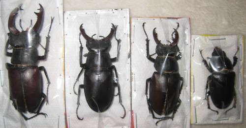 Lucanidae lucanus cervus - , a1