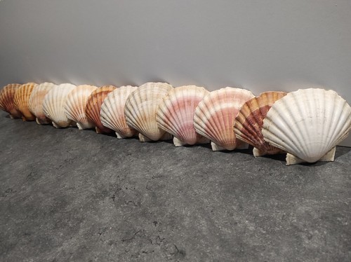 Lot coquilles saint jacques - 75,