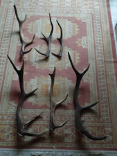 LOT BOIS MUES CERF ENTRE 43 ET