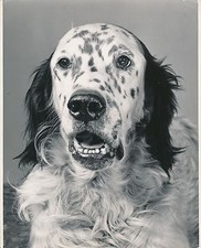 SETTER ANGLAIS c. 1950 - Chien de Chasse Grand Format - CH 48