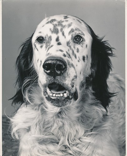 Setter anglais 1950 chien - c.,