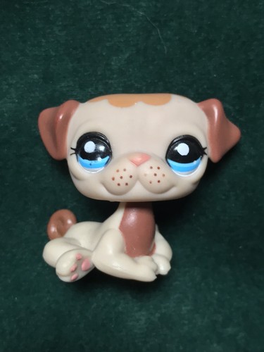 Petshop chien carlin - 🌺petshop,