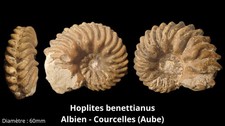 Ammonite Hoplites Beniattus, Albien, Courcelles 60mm